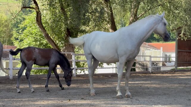 White Lipizzaner Mare Standing with Young Foal at Piber Stud Farm, Austria. White Lipizzaner mare standing with a young dark foal in a traditional paddock at Lipizzaner Stud Piber in Styria, Austria
