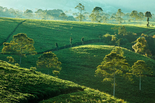 View of Kebun Teh Kemuning tea plantation with rolling green hills and scattered trees under soft morning light in Ngargoyoso, Central Java, Indonesia.
