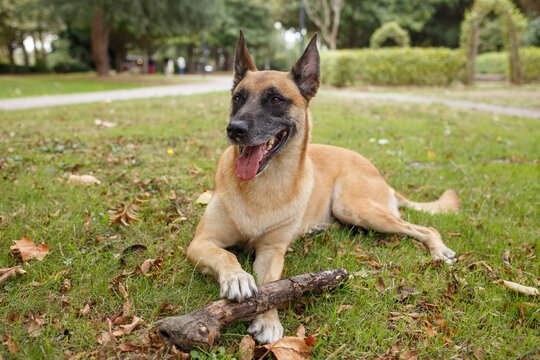 Dog lying on grass with a wooden stick in a park. Outdoor pet photography with natural background. Dog recreation, training and companionship concept. Design for poster, banner, postcard, wallpaper. M