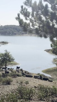 Peaceful Morning in Nature: Herd of Goats by the Lakeside