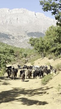Rural Landscape: Goats Eating Fresh Grass Near the Water