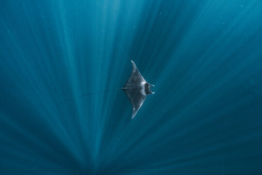 View of a manta ray swimming through deep blue water with sun rays penetrating the surface in the Gulf of California, La Ventana, Baja California Sur, Mexico.