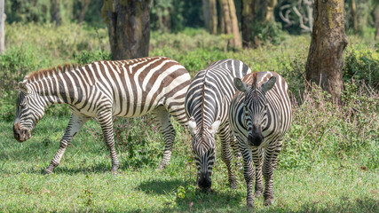 Fototapeta premium Full body portrait of a wild zebra standing in a bright green grassy savannah habitat with wildlife