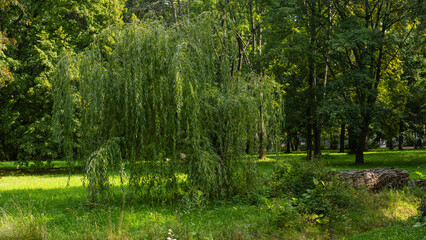 Park Scene with Hanging Willow Branches © Serhii Bukovskyi