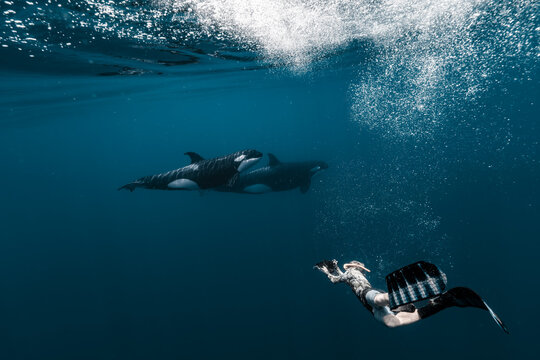 View of a snorkeler swimming underwater near two orcas in the deep blue waters of the Gulf of California, La Ventana, Baja California Sur, Mexico.