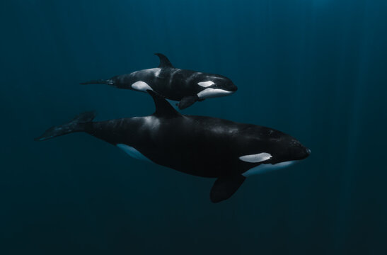 View of two orcas swimming gracefully through the deep blue waters of the Gulf of California in La Ventana, Baja California Sur, Mexico.
