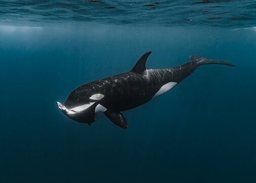 View of an orca swimming through the deep blue waters of the Gulf of California in La Ventana, Baja California Sur, Mexico.
