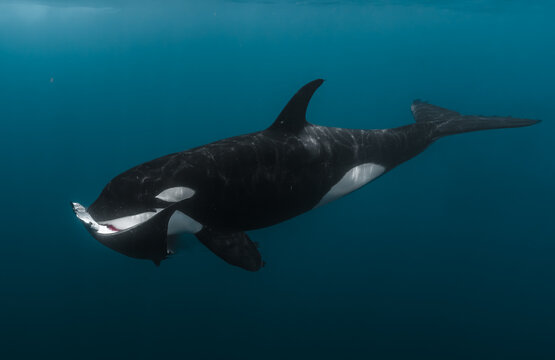 View of an orca swimming through the deep blue waters of the Gulf of California in La Ventana, Baja California Sur, Mexico.