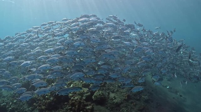 Bigeye trevally (Caranx sexfasciatus) forming a dramatic schooling tornado in open water near Tulamben, Bali. 4K UHD slow-motion underwater footage