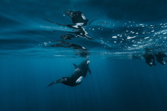 View of an orca swimming underwater in the Gulf of California near the surface with its reflection visible and boat propellers nearby in La Ventana, Baja California Sur, Mexico.