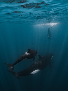 View of two orcas swimming in the deep blue water of the Gulf of California with a freediver in the background La Ventana, Baja California Sur, Mexico.