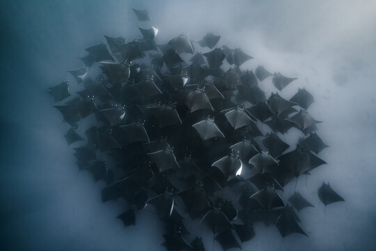 View of a large school of mobula rays swimming together in the deep blue waters of the Gulf of California near La Ventana, Baja California Sur, Mexico.