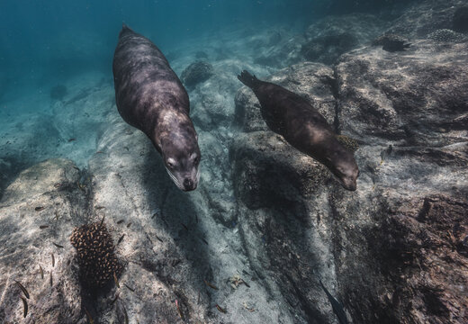 View of two sea lions swimming underwater near the rocky seabed of the Gulf of California with small fish in La Ventana, Baja California Sur, Mexico.