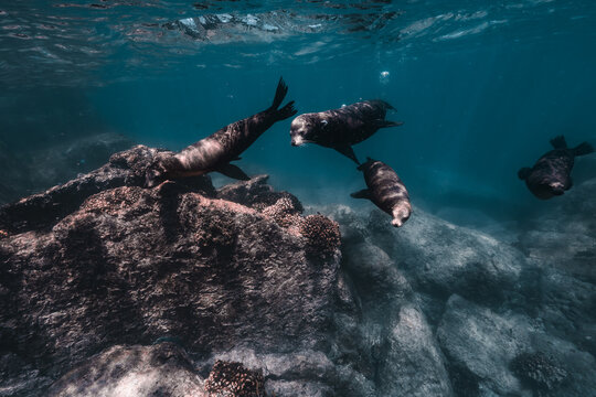 View of sea lions swimming underwater near rocky formations in the Gulf of California, La Ventana, Baja California Sur, Mexico.