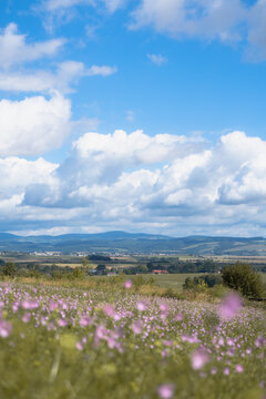 View of a field of small pink wildflowers blooming in the foreground with rolling hills and a blue sky with white clouds in the background in the Czech Republic.