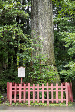 Ancient sacred cedar tree surrounded by lush green forest in Hakone, Japan