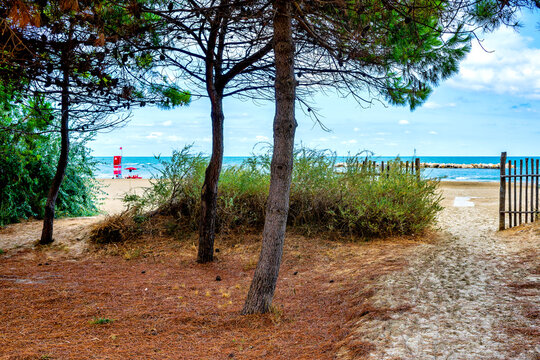 Path Through Pineta Santa Filomena Vallelunga To Beach