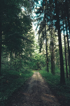 View of a dirt path winding through a dense forest with tall trees and dappled sunlight in the Czech Republic.