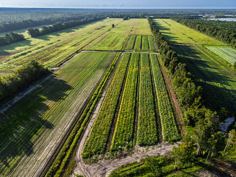 View of agricultural fields with rows of crops, dirt paths, and surrounding trees in the rural landscape of Wilmington, North Carolina, United States.