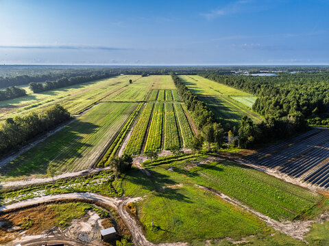 View of agricultural fields with rows of crops, dirt paths, and surrounding forest under a clear blue sky in Wilmington, North Carolina, United States.