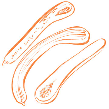 Orange Line Art Illustration of Zucchini Squashes