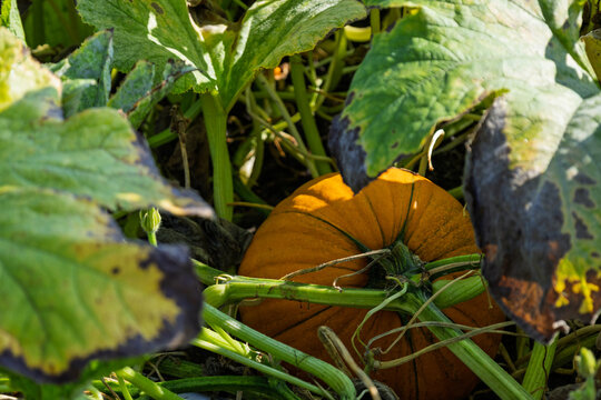 View of a ripe orange pumpkin nestled among green vines and large leaves in a patch in Wilmington, North Carolina, United States.