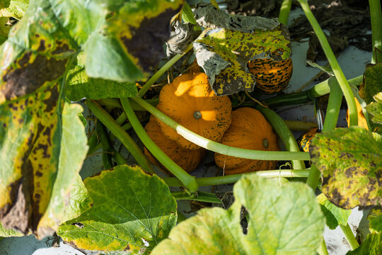 View of orange pumpkins growing in a field with large green leaves under bright sunlight in Wilmington, North Carolina, United States.