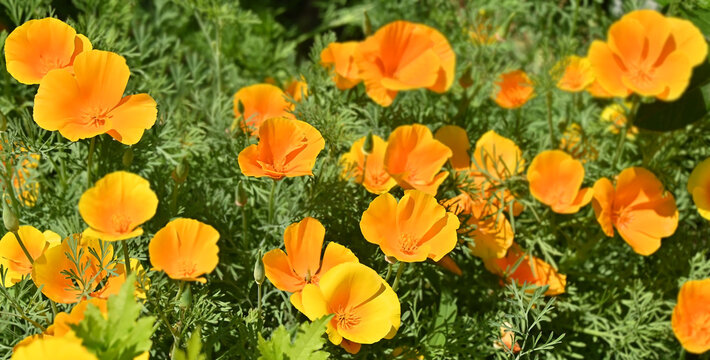 California poppy (Eschscholzia californica)