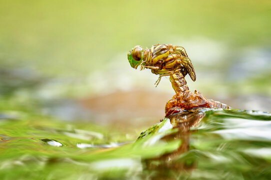 View of a dragonfly emerging from its nymph stage on a plant stem above the water in Muncul, Banyubiru, Central Java, Indonesia.