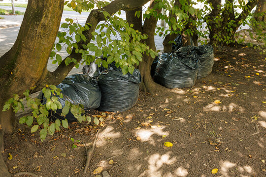 Black garbage bags filled with garden waste under trees