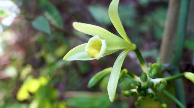 vanilla flowers that bloom in the morning