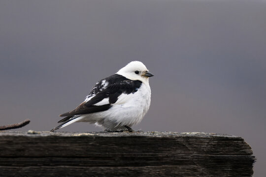 Snow Bunting (Plectrophenax nivalis) sitting on a piece of wood, Billefjorden, Spitsbergen, Svalbard archipelago, Norway