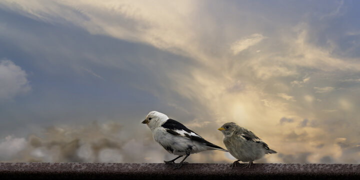 Couple of Snow Buntings (Plectrophenax nivalis) sitting on a piece of wood, Billefjorden, Spitsbergen, Svalbard archipelago, Norway