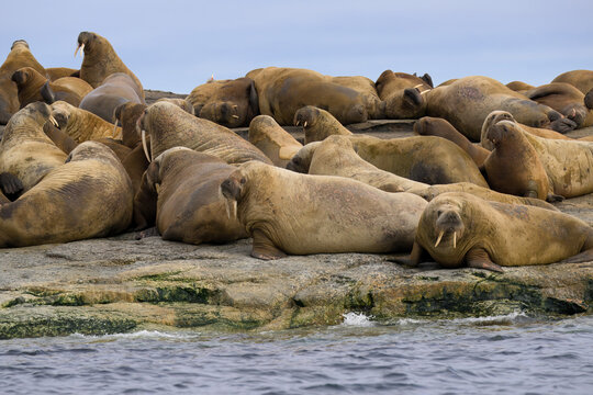 Walrus (Odobenus rosmarus) laying on rocks, Parry Island, Svalbard Archipelago, Norway