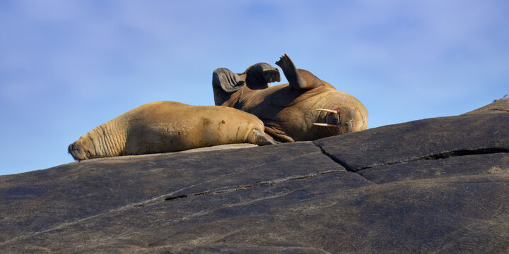 Walrus (Odobenus rosmarus) laying on rocks, Foynoya Island, Svalbard Archipelago, Norway