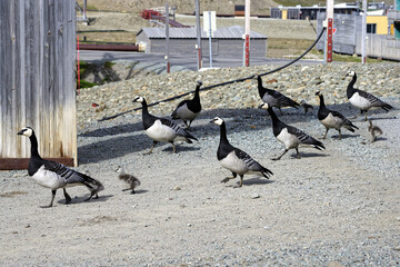 Barnacle geese (Branta leucopsis) with chicks crossing a street in Longyearbyen, Spitsbergen Island, Svalbard Archipelago, Norway © MC Photos