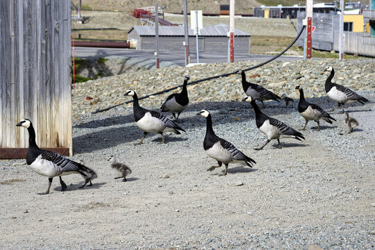 Barnacle geese (Branta leucopsis) with chicks crossing a street in Longyearbyen, Spitsbergen Island, Svalbard Archipelago, Norway