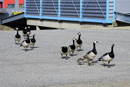Barnacle geese (Branta leucopsis) with chicks crossing a street in Longyearbyen, Spitsbergen Island, Svalbard Archipelago, Norway