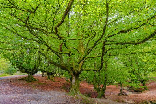 View of the ancient moss-covered beech trees in the Otzarreta Forest with vibrant green canopy and fallen autumn leaves on the forest floor in Spain.