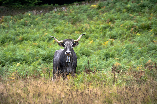 View of a cow with long horns and a bell standing in a lush green field of ferns in Spain.