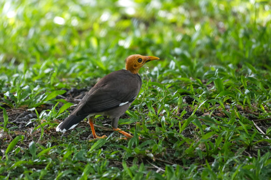 Bald-headed Javan myna bird foraging on the green grass lawn.