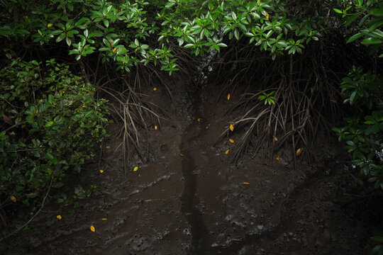 View of mangrove forest with intricate exposed roots growing in dark mud and lush green foliage in Indonesia.