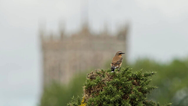 Northern Wheatear on gorse top, church tower behind