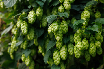 Green hop cones growing on climbing hop vine © Iryna Miadzvedzeva