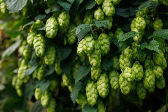 Green hop cones growing on climbing hop vine