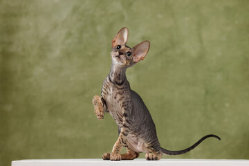 Cute spotted dark tabby cornish rex cat standing raising paw looking up olive green background full body portrait studio sleek purebred active kitten pet elegant feline long tail playful funny © Tina