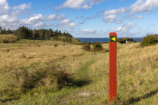 View of a red trail marker post in a grassy field on the island of Fur, with grazing cows, rolling hills, and the sea in the background in Fur, Jutland, Denmark.