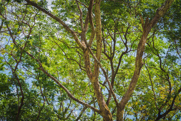 Fototapeta premium Dense green forest trees with lush natural foliage background