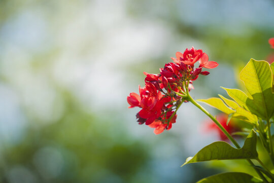 Beautiful red leea rubra flower blooming in tropical garden