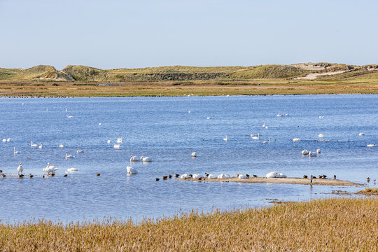 View of a flock of swans swimming and resting on a sandbar in the wetlands of Thy National Park with dunes in the background, Thisted Municipality, Denmark.